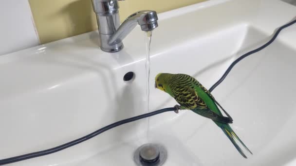 Okouzlující Zelené Budgerigar Koupele Pije Vodu — Stock video