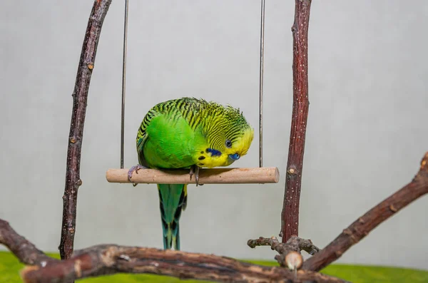 stock image Portrait of an adorable young green budgerigar