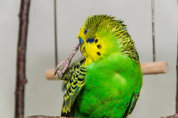 Adorável Jovem Budgerigar Verde Limpando Suas Penas — Fotografia de Stock