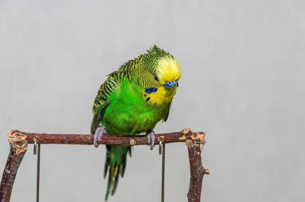 Wet Bathing Adorable Young Green Budgerigar Stock Picture
