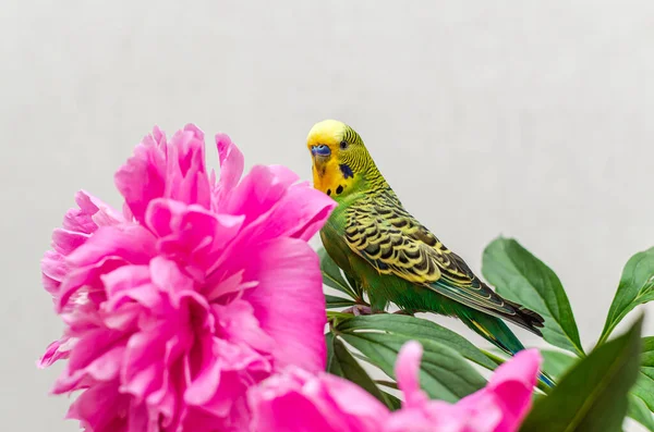 Budgie Bouquet Blooming Peonies Flowers — Stock Photo, Image