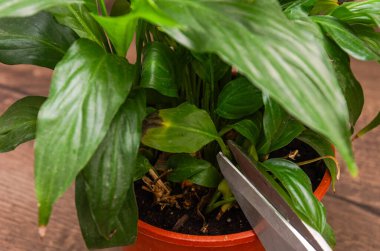 Bir bahçıvan bir ev bitkisinin yapraklarını makasla kesiyor.