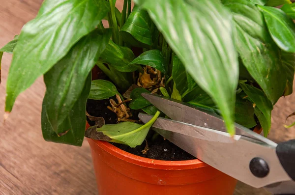 A gardener cuts dry leaves from a house plant with scissors