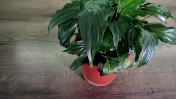 Gardener Cuts Dry Leaves House Plant Scissors — Stock Video