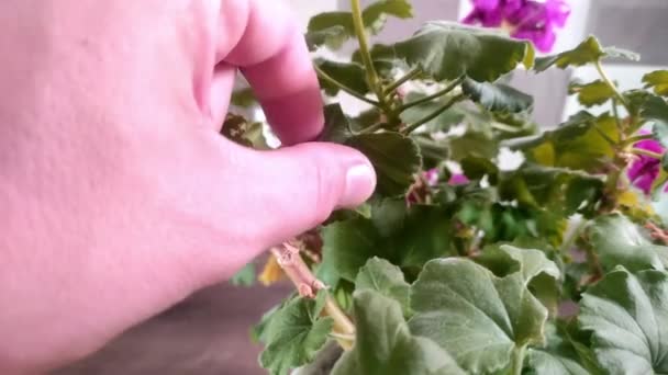 Ein Gärtner Schneidet Trockene Blätter Einer Zimmerpflanze Mit Der Schere — Stockvideo