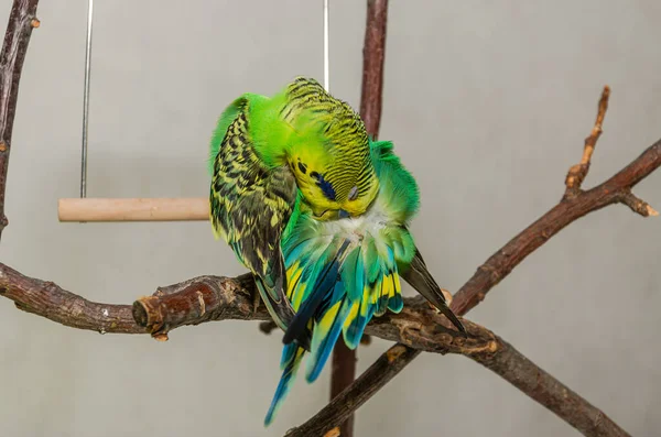 stock image A cute green budgie sits on a house plant and cleans its feathers