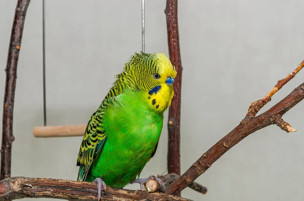 Charming green budgie in the apartment