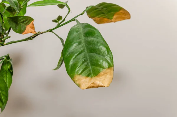 Withered dry leaf of lemon plant