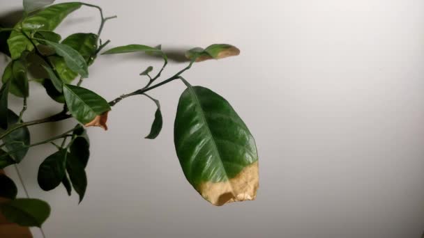 Садівник Вирізає Ножицями Сухе Листя Лимонної Рослини — стокове відео