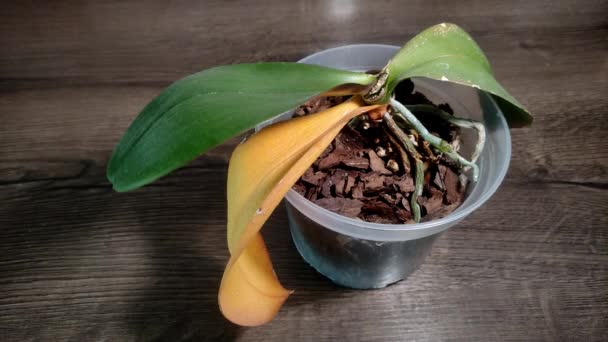Jardinero Cortando Hoja Orquídea Amarilla Marchita — Vídeo de stock