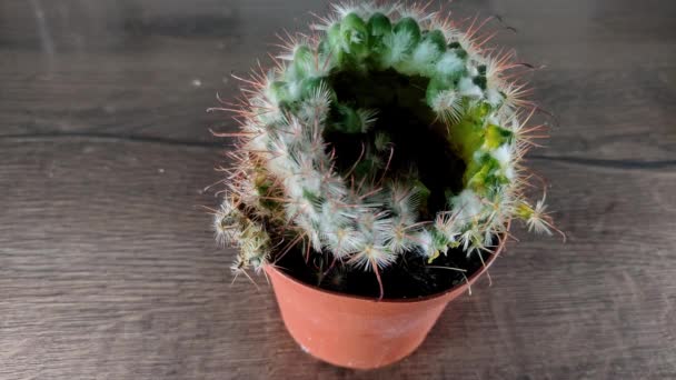 Fleurir Cactus Pourri Dans Pot — Video