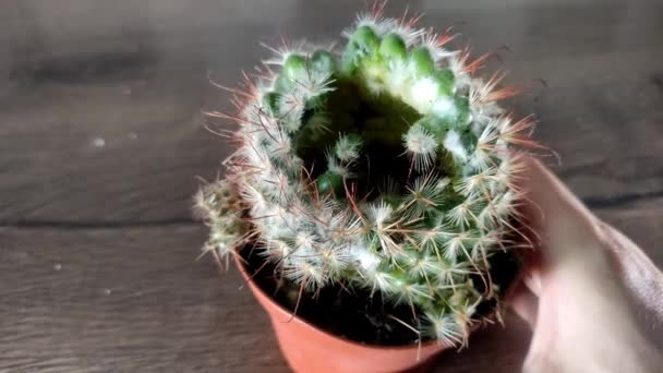 Zchřadlý Kaktusový Květ Květináči — Stock video