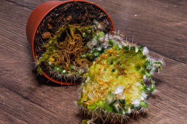 Tencerede çürümüş kaktüs çiçeği