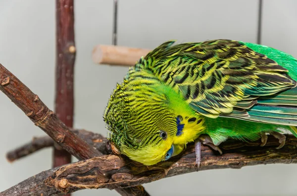 Şirin Yeşil Muhabbet Kuşu Bir Bitkisinin Üzerine Oturur Tüylerini Temizler — Stok fotoğraf