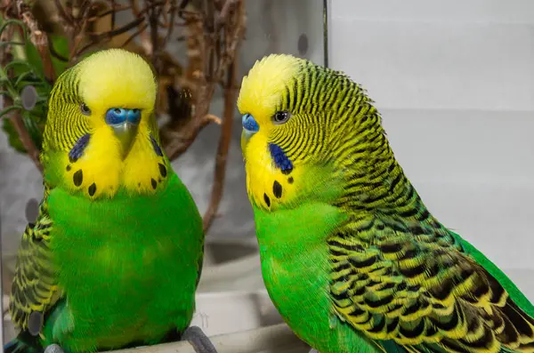 Green budgie looks at its reflection in the mirror