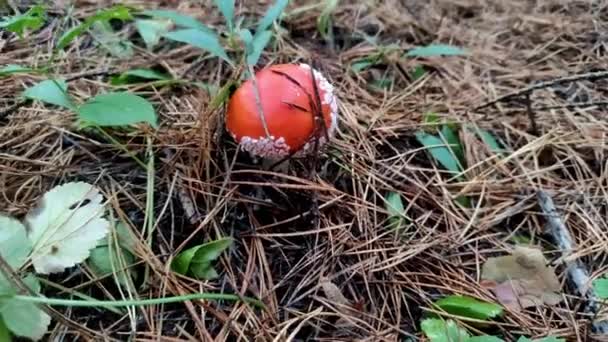 Mosca Seta Agárica Creciendo Bosque — Vídeos de Stock