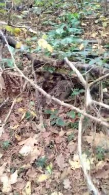 Sonbahar ormanındaki ağaçların arasına saklanmış vahşi gri bir tavşan. Dikey video