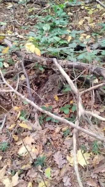 Sonbahar Ormanındaki Ağaçların Arasına Saklanmış Vahşi Gri Bir Tavşan Dikey — Stok video