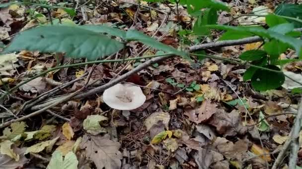 Houby Rostoucí Podzimním Lese — Stock video