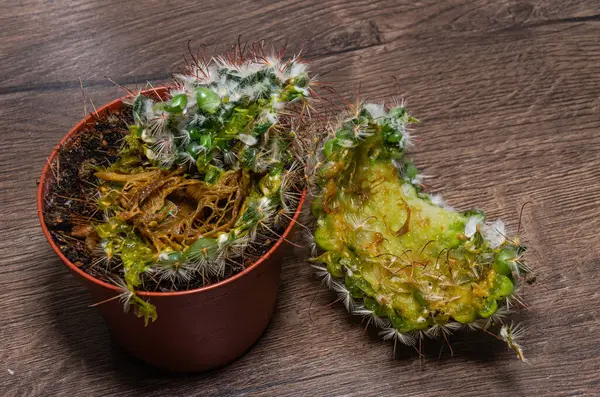 Withered rotten cactus flower in a pot