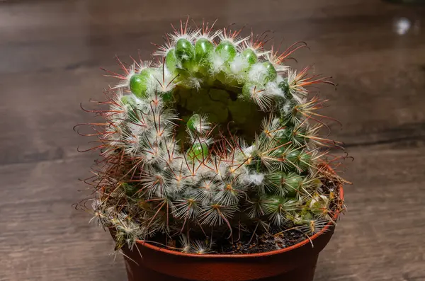 Withered rotten cactus flower in a pot