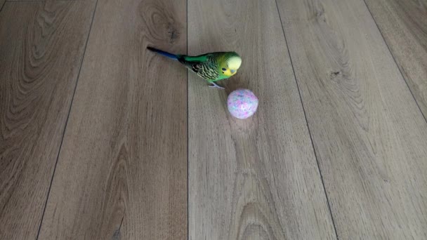 Adorable Budgerigar Bermain Dengan Bola Lantai — Stok Video