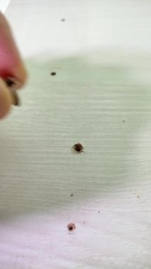 Dikey video. Bir zanaatkar, tahtadaki delinmiş bir deliğe vida vidalıyor.