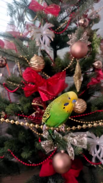 Vertical Video Green Budgerigar Sits Garland Background Christmas Tree — Stock Video