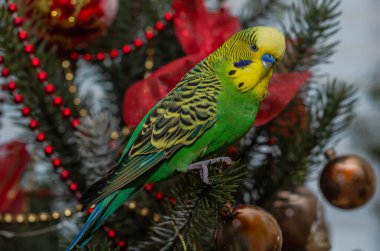 Sevimli yeşil muhabbet kuşu Noel ağacında oturuyor