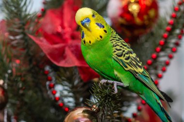 Sevimli yeşil muhabbet kuşu Noel ağacında oturuyor