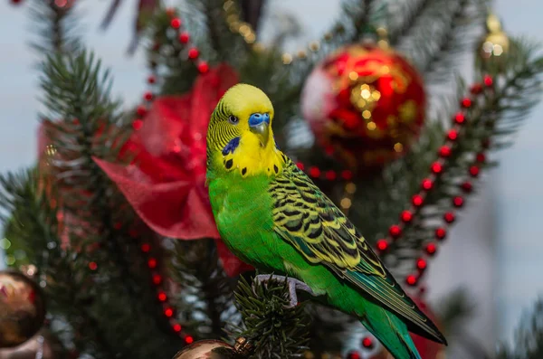 Sevimli Yeşil Muhabbet Kuşu Noel Ağacında Oturuyor — Stok fotoğraf