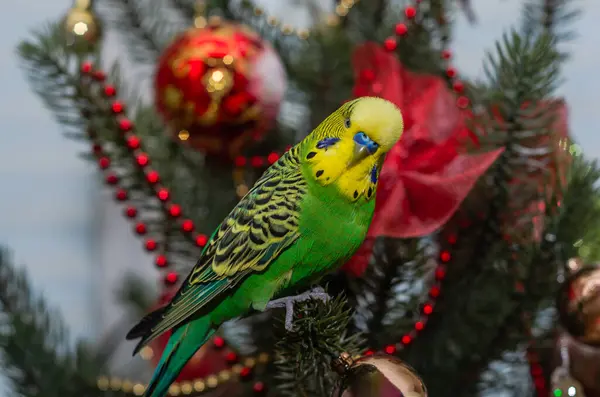 クリスマスツリーに座っている愛らしい緑のバギー — ストック写真