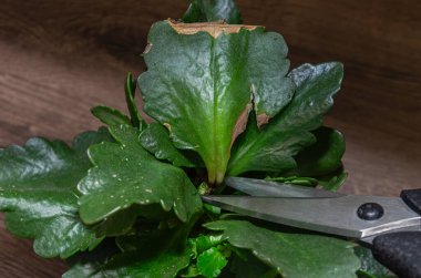 Bir bahçıvan makasla ev çiçeğinin solmuş yapraklarını buduyor.