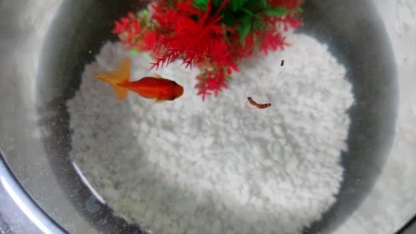 Piccolo Pesce Rosso Acquario Mangia Cibo — Video Stock