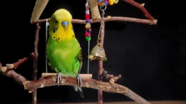 Πράσινο Budgerigar Παίζει Ένα Κουδούνι Και Χτυπά Κουδούνι — Αρχείο Βίντεο