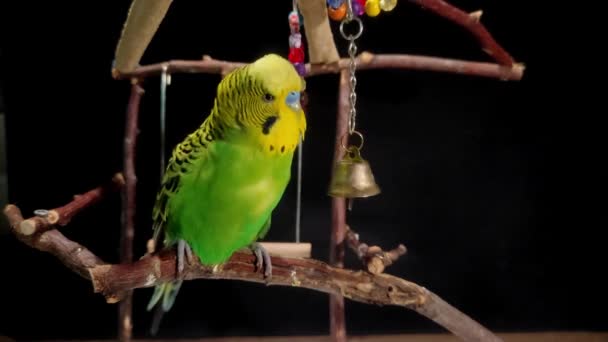 Green Budgerigar Plays Bell Rings Bell — Stock Video