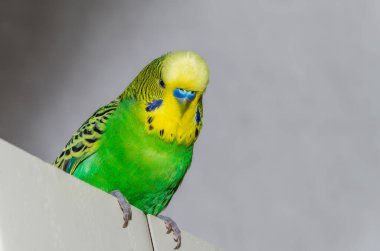 Kapıda oturan sevimli yeşil muhabbet kuşu.