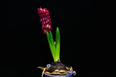 Withered hyacinth flower isolated on black background