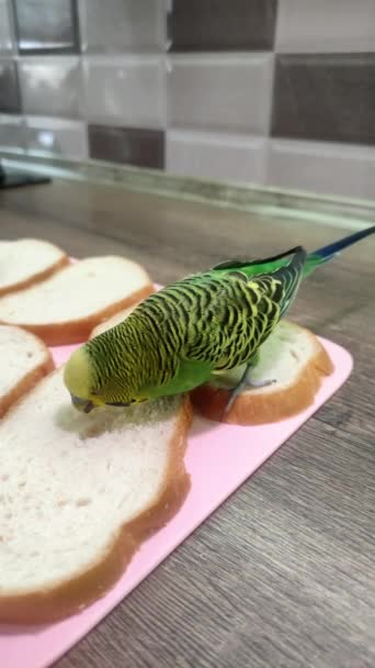 Yeşil Bir Muhabbet Kuşu Masada Ekmek Yer Dikey Video — Stok video