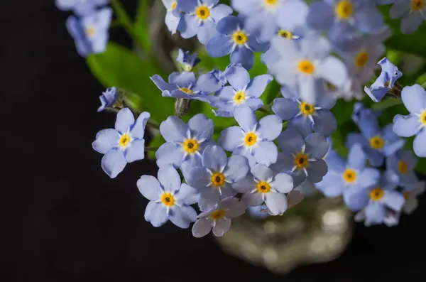 stock image Adorable small blooming spring flowers