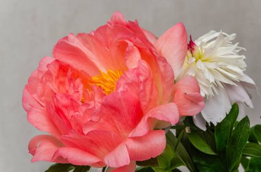 Çiçek açan şakayık çiçekleri yakın