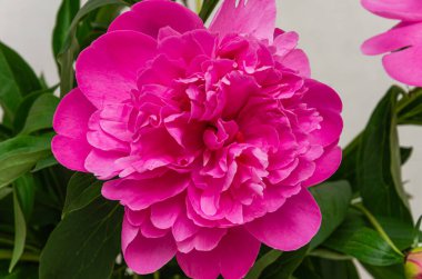 Çiçek açan şakayık çiçekleri.