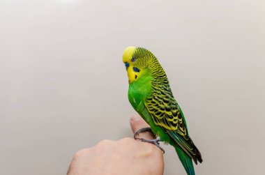 Güzel yeşil muhabbet kuşu parmak üzerinde oturuyor.