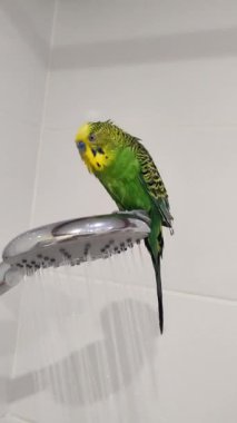Duşta banyo yapan sevimli muhabbet kuşu.