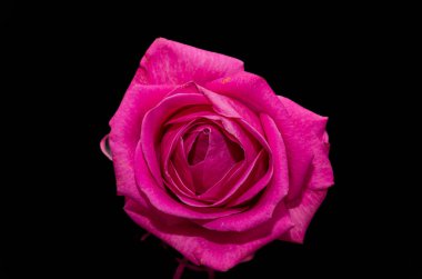 Çiçek açan pembe gül, siyah arka planda izole edilmiş.