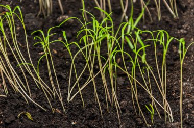  Genç bitkiler filizlenir, saksıda filizlenir.