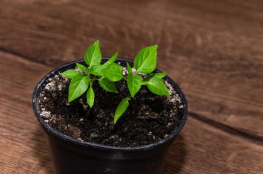 Genç bitkiler filizlenir, saksıda filizlenir.