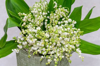 Vadinin beyaz zambakları, bahar çiçekleri