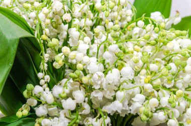 Vadinin beyaz zambakları, bahar çiçekleri