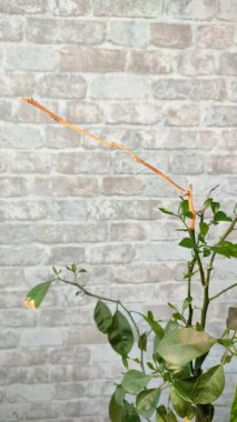 Bir bahçıvan evdeki limon ağacının dallarını ve yapraklarını buduyor.